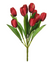 Tulip Bush Red